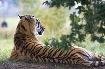 zoo_tiger